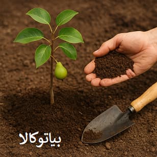 کاشت نهال گلابی در خاک مناسب